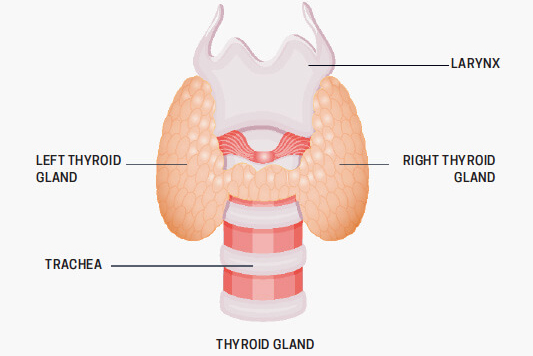 Thyroid Gland