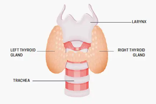 Thyroid Gland